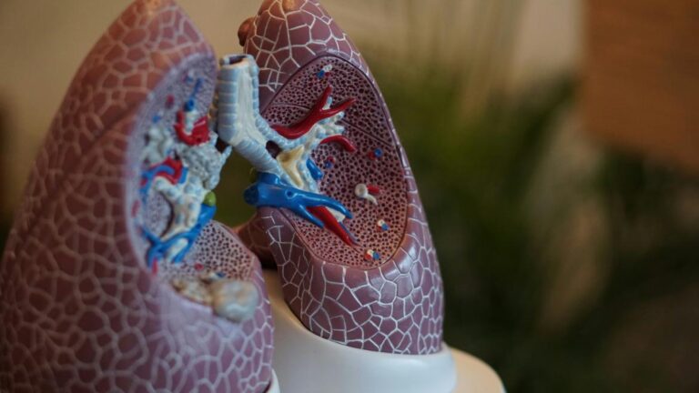 Fotografía de pulmones. Imagen de Unsplash